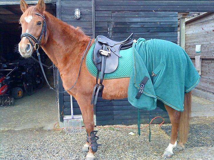 Anden særlig race Celina billede 8