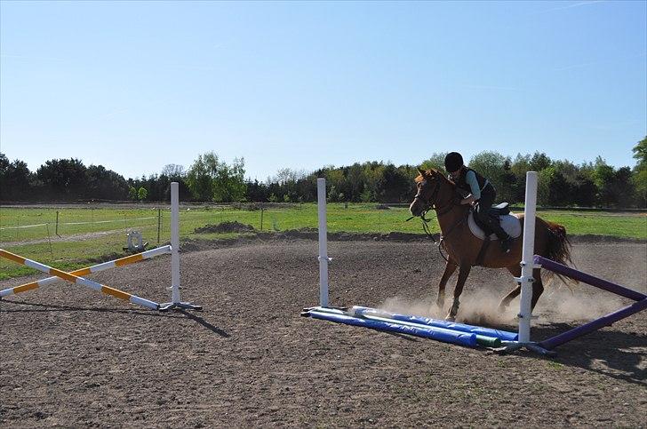 Anden særlig race Celina - d 3-11-2010 det skal jeg ikke spring over :p billede 11