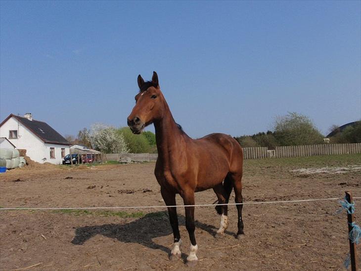 {{currentPhoto.altText}} billede {{currentPhoto.number}}