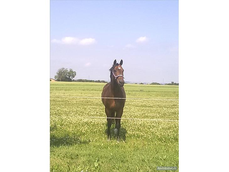 {{currentPhoto.altText}} billede {{currentPhoto.number}}