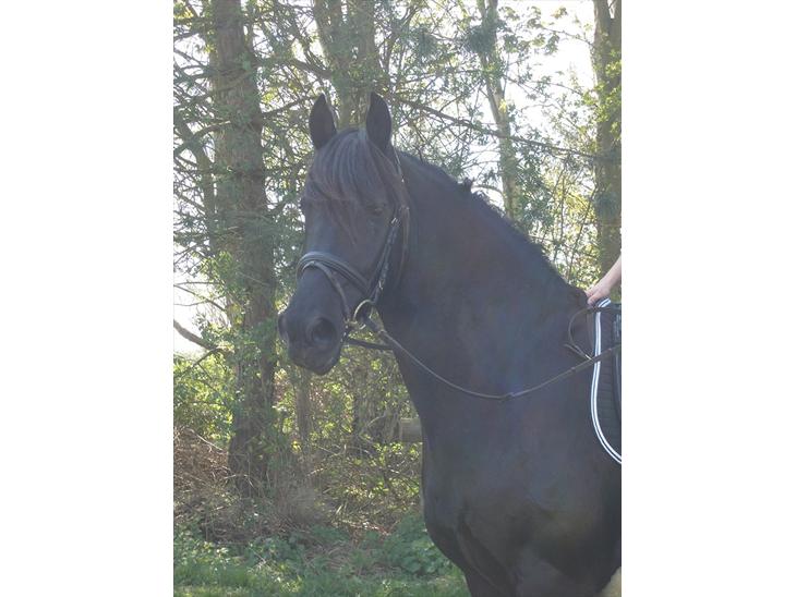 {{currentPhoto.altText}} billede {{currentPhoto.number}}