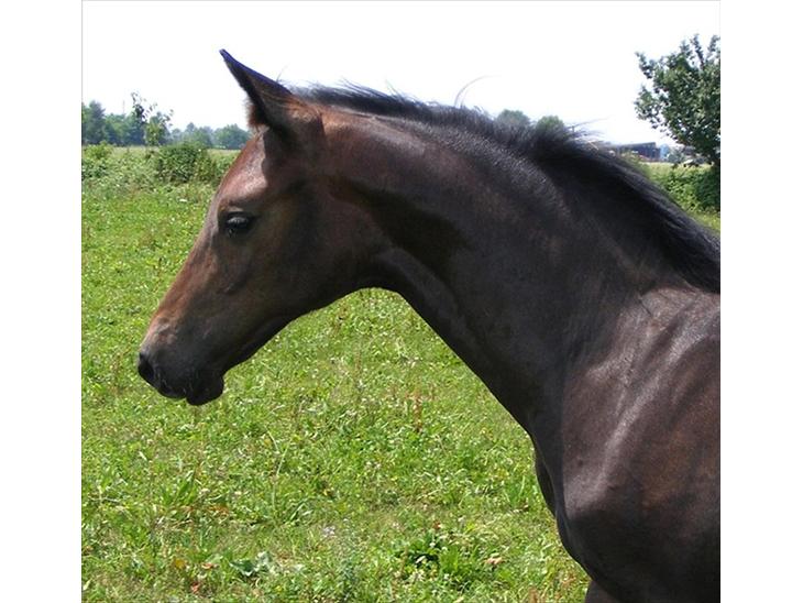 {{currentPhoto.altText}} billede {{currentPhoto.number}}