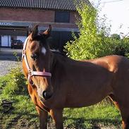 Welsh Pony af Cob-type (sec C) Oosteinds Melissa *Solgt*