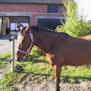 Welsh Pony af Cob-type (sec C) Oosteinds Melissa *Solgt*