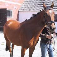 Welsh Pony af Cob-type (sec C) Oosteinds Melissa *Solgt*