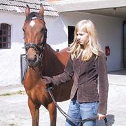 Welsh Pony af Cob-type (sec C) Oosteinds Melissa *Solgt*