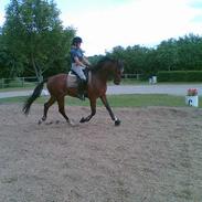 Dansk Varmblod Cammelot ¤SOLGT¤