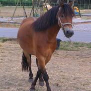 Anden særlig race Pondus SOLGT