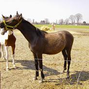Anden særlig race AlimeÑo
