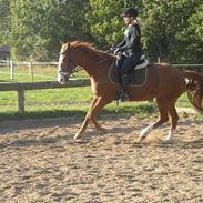 Anden særlig race Fanny R.I.P