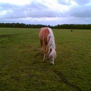 Haflinger Arion