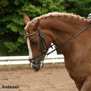 Welsh Cob (sec D) Mondetgårds Lady Duchess