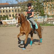 Welsh Cob (sec D) Mondetgårds Lady Duchess