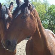 Anden særlig race MYNTHE