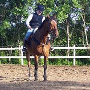 Anden særlig race MYNTHE