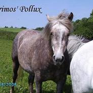 Anden særlig race Priamos' Pollux