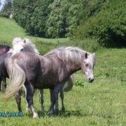Anden særlig race Priamos' Pollux