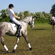 Anden særlig race Millenium Surprice