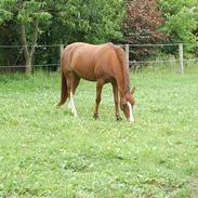 DSP Firhøjs Nethe <33