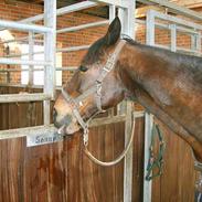 Traver Sonny Taulund *Solgt* :(