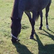 Welsh Pony af Cob-type (sec C) Timmie. Tidligere part