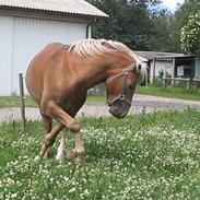 Haflinger Safir