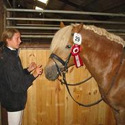 Haflinger Safir