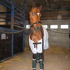 New Forest Bækkeskovens Helicon