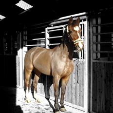 Dansk Varmblod Rozpippi Soneca