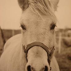 Fjordhest Nikolaj Frøkær *Solgt*