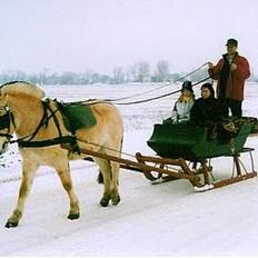 Fjordhest Nikolaj Frøkær *Solgt*