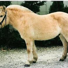 Fjordhest Nikolaj Frøkær *Solgt*