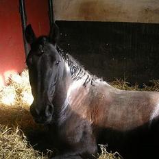 Welsh Pony af Cob-type (sec C) sorte R.I.P :'( :'( 