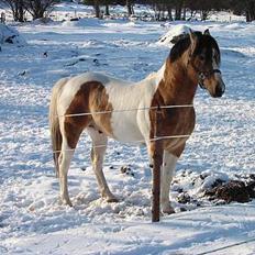 Paint Gamblers watnsee 