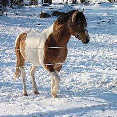 Paint Gamblers watnsee 