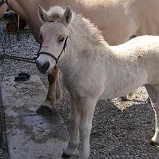Fjordhest Casus - solgt :'(