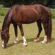 Welsh Cob (sec D) Sulkendrupgårds Lady Mira