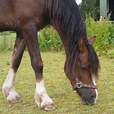 Welsh Cob (sec D) Sulkendrupgårds Lady Mira