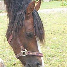 Welsh Cob (sec D) Sulkendrupgårds Lady Mira