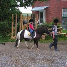 Shetlænder Mini Max