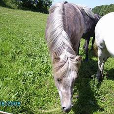 Anden særlig race Priamos' Pollux
