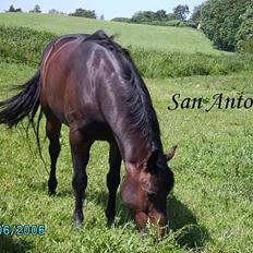 Anden særlig race San Antinio