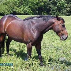 Anden særlig race San Antinio