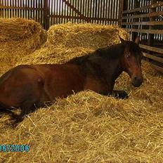 Anden særlig race San Antinio