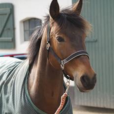 Anden særlig race Nicko