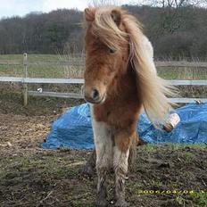 Shetlænder Elvis  