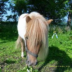 Shetlænder Elvis  