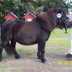 Shetlænder Shetti's Superior