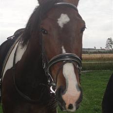 Pinto Korshøjs Wholly Cæsar