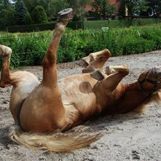 Haflinger            Amadeus